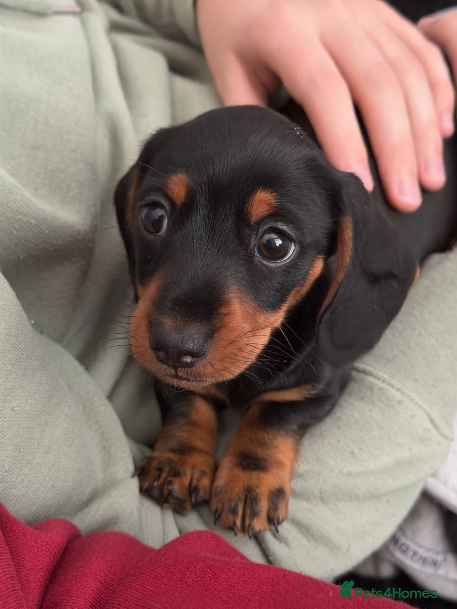 Miniature Dachshund dogs for sale: Female miniature dachshund for sale - Advert 1