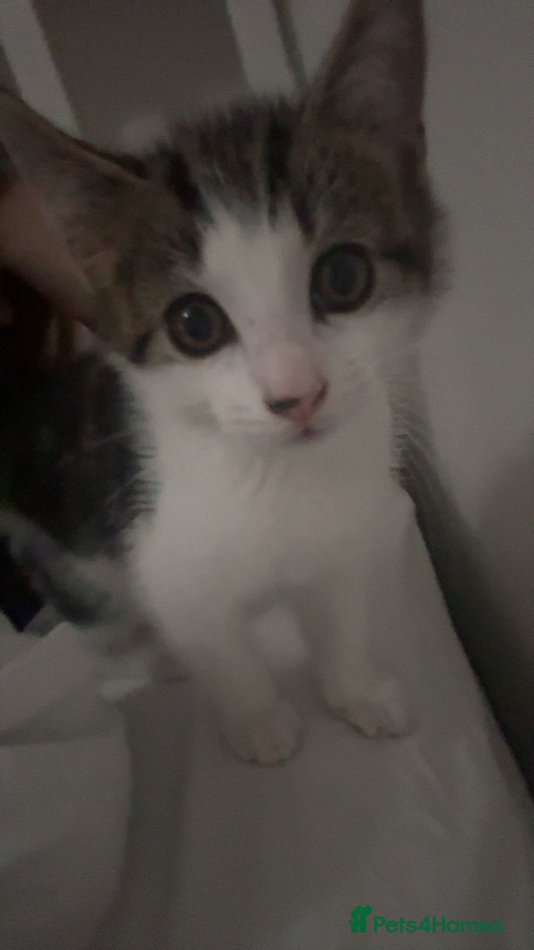 Domestic Shorthair cats for sale: 12 week old kitten - Image 5