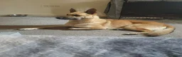 German Shepherd dogs for stud: STUD ONLY German Shepherd  in Ashton-under-Lyne - Advert 3