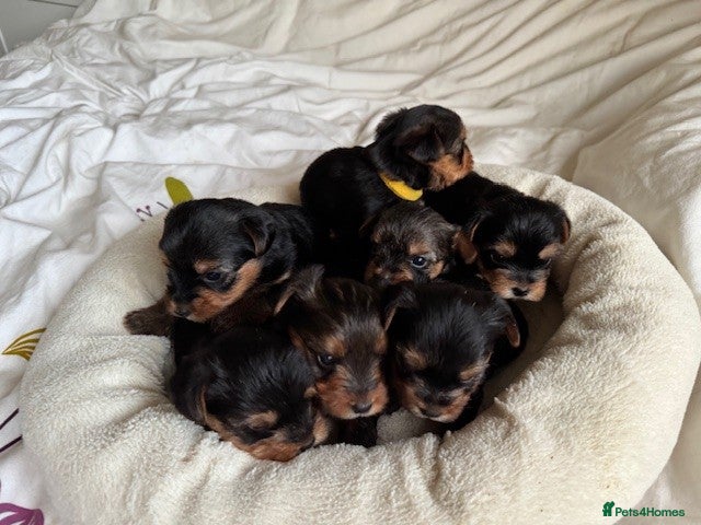 Yorkshire Terrier dogs Yorkshire Terrier 2 Girls available for sale - Advert 1