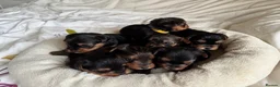 Yorkshire Terrier dogs for sale: Yorkshire Terrier Puppies for sale - Advert 7