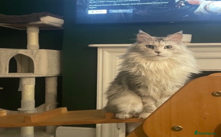 Maine Coon cats - Advert 3