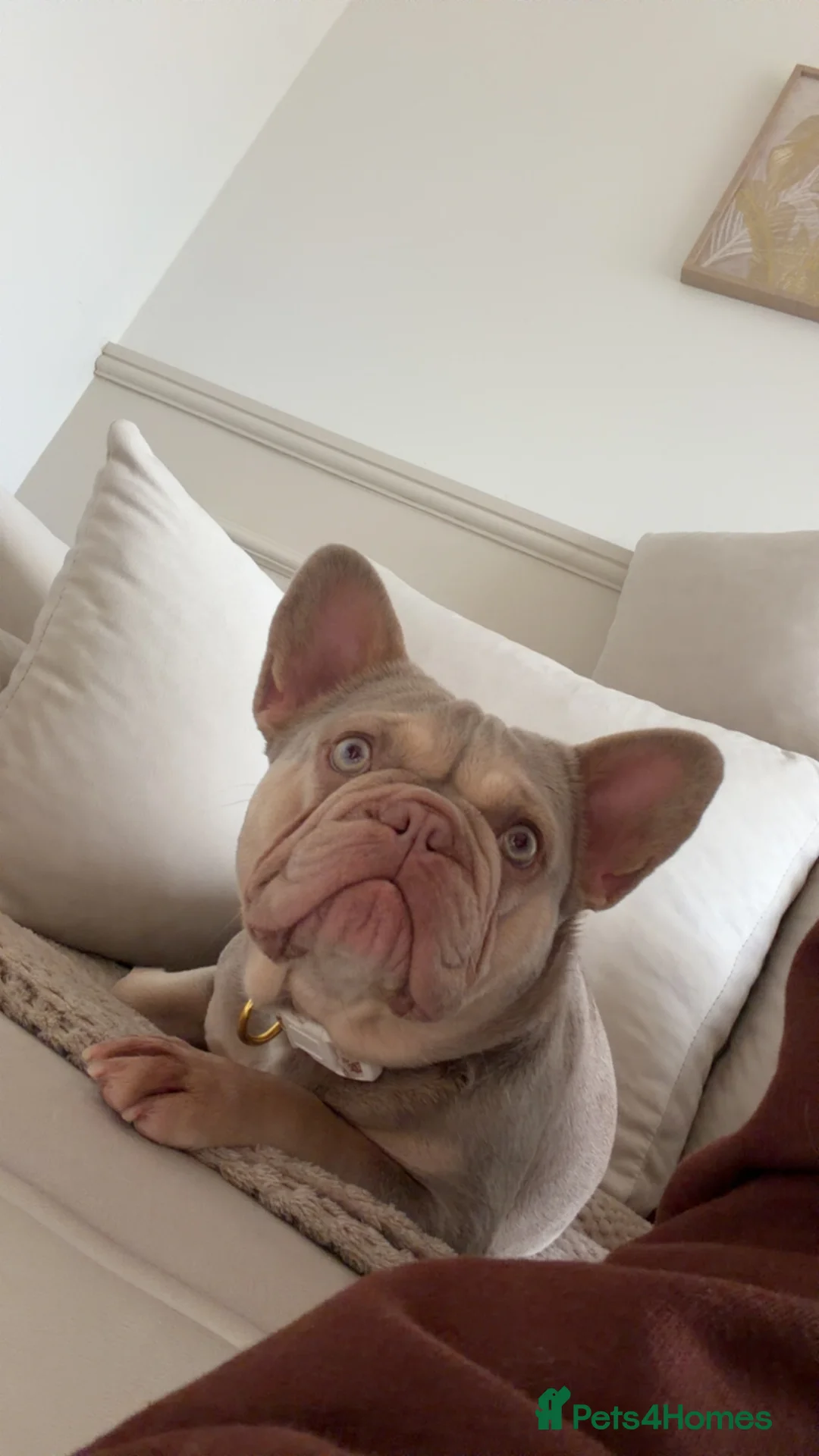 French Bulldog dogs for sale: Sad rehoming  - Advert 2
