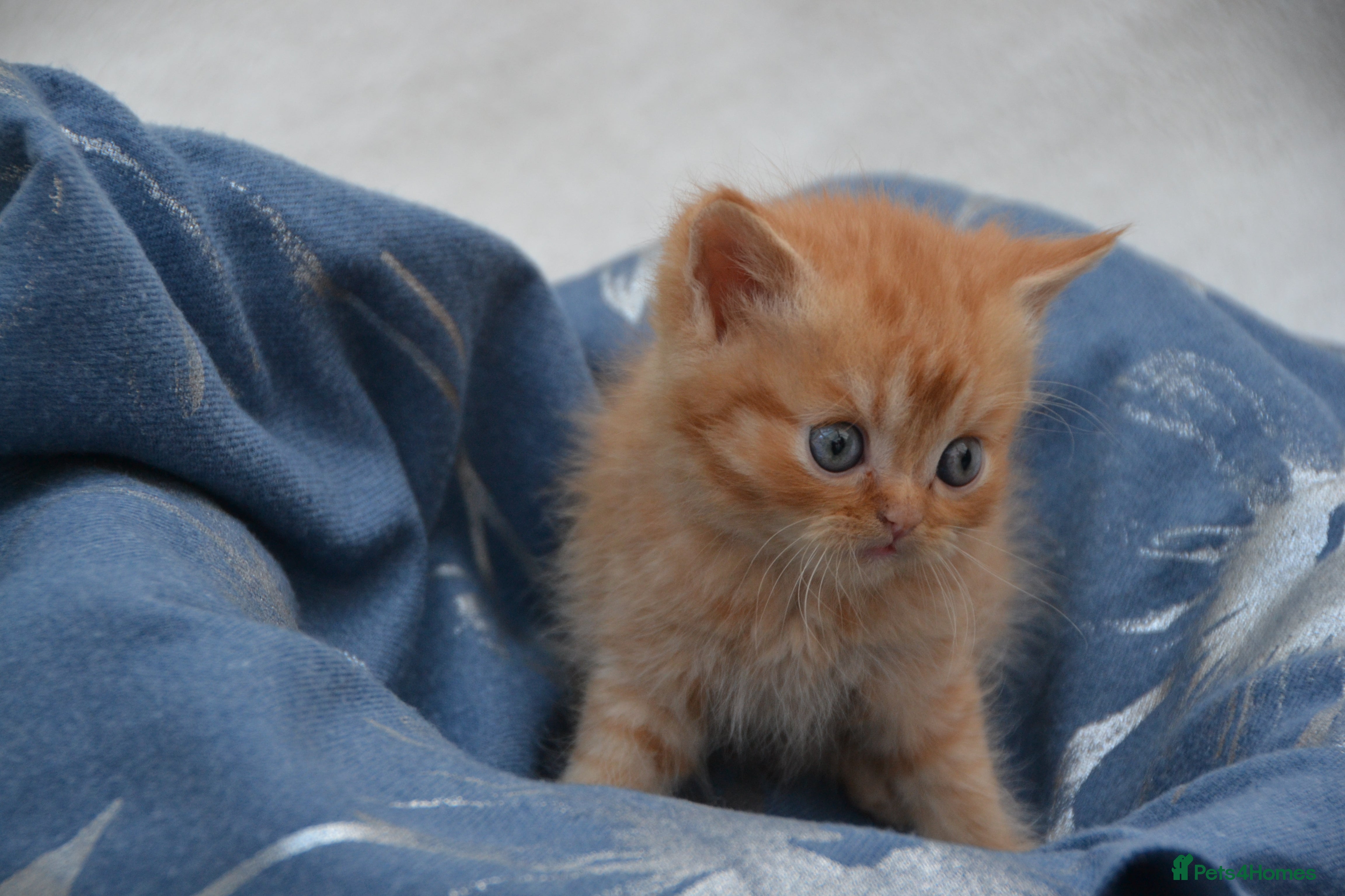 Persian cats Adorable Persian Kittens! - Advert 2