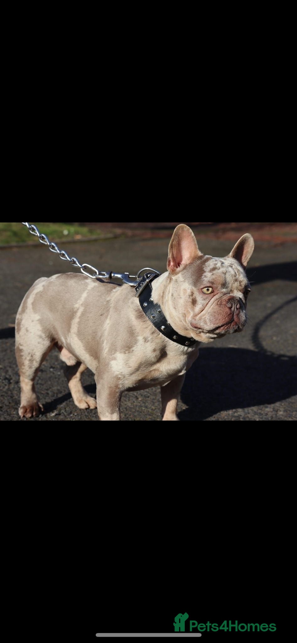 French Bulldog dogs French bulldog needs new home - Advert 3
