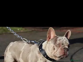 French Bulldog dogs French bulldog needs new home - Advert 3