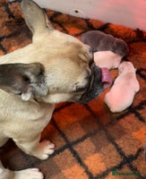 French Bulldog dogs KC REGISTERED HEALTHTESTED FRENCH BULLDOG PUPPIES - Advert 1