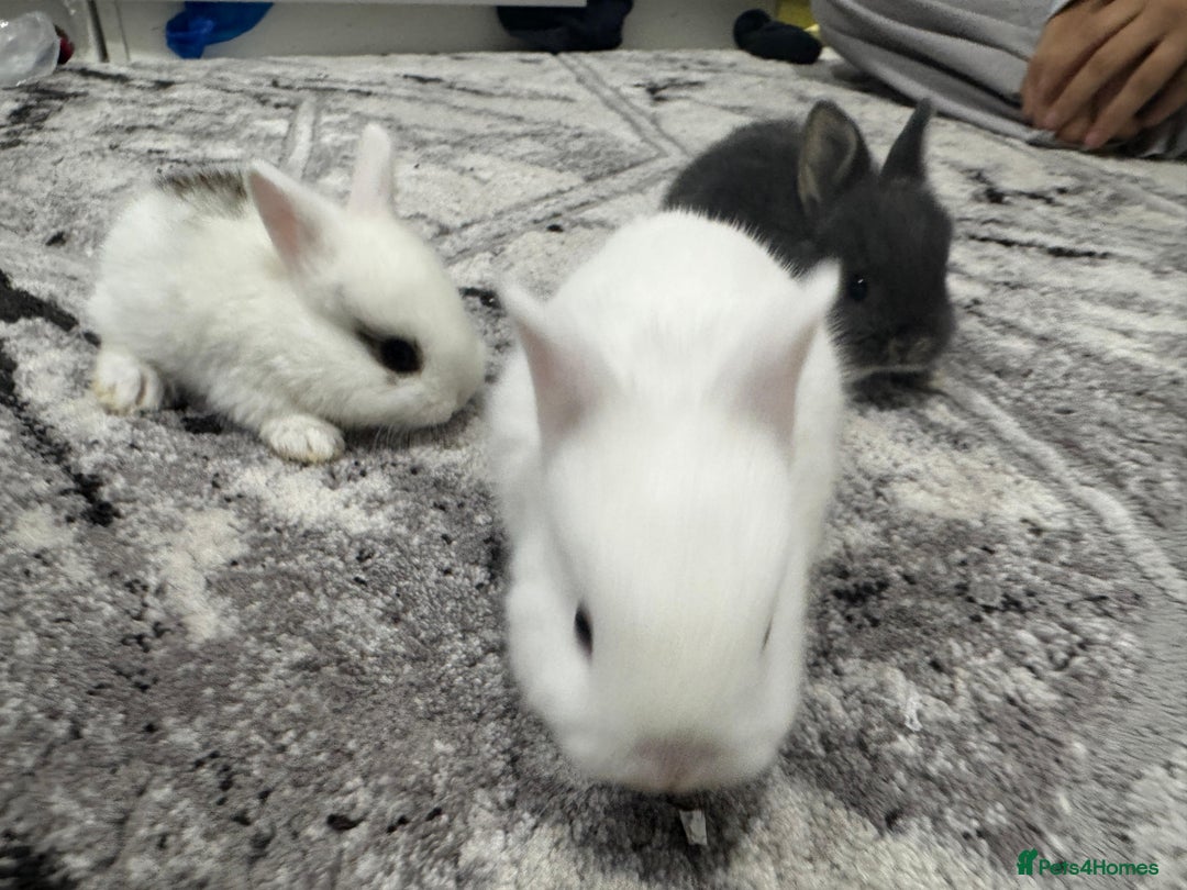 Netherland Dwarf rabbits for sale: Beautiful tamed Bunnies for sale  - Advert 8