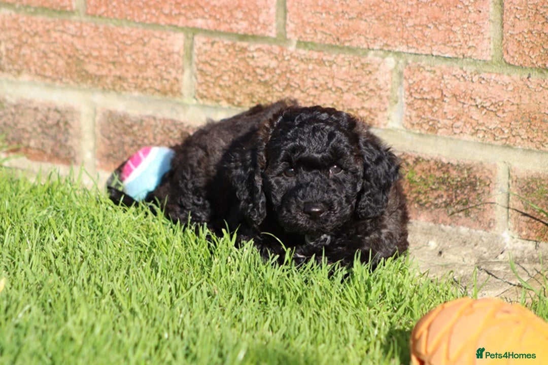 Poochon dogs for sale: F1 Poochon puppies For Sale  - Image 34