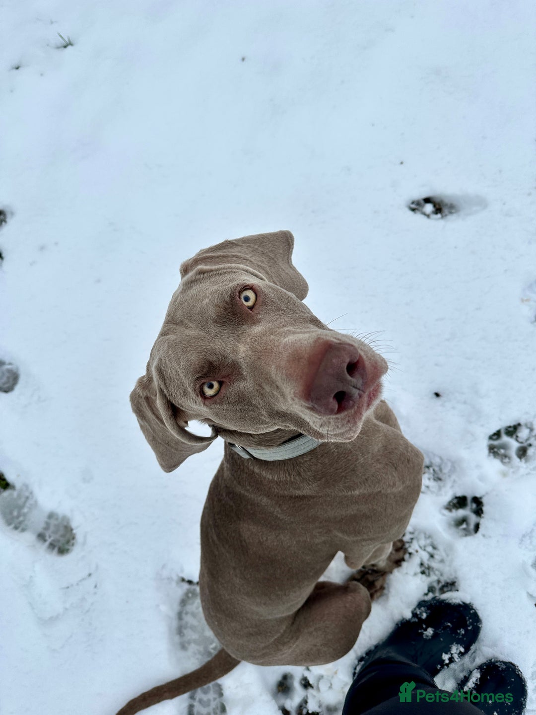 Weimaraner dogs for stud: KC Weimaraner for stud  - Advert 1