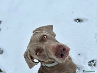 Weimaraner dogs KC Weimaraner for stud - Advert 1