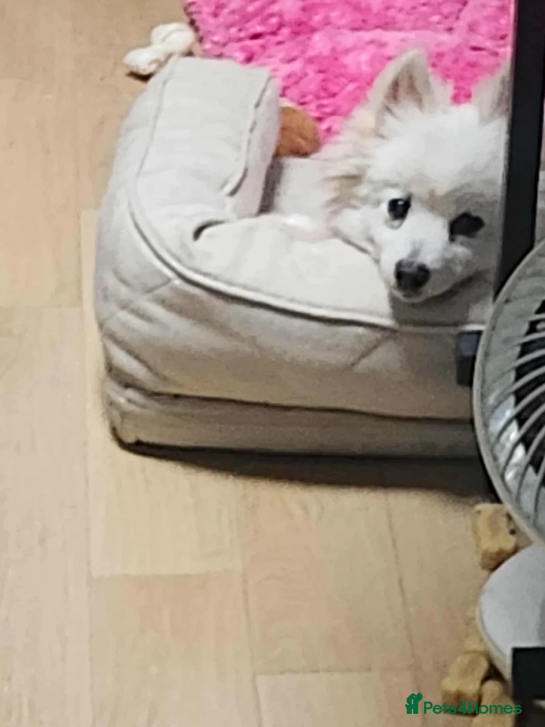 Japanese Spitz dogs for adoption: Snow is 6 year spitz type meat trade survivor  - Advert 10