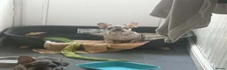 French Bulldog dogs for sale: Two male frenchies  - Advert 6