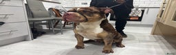 American Bully dogs for sale: Pocket Available For Sale - Advert 3