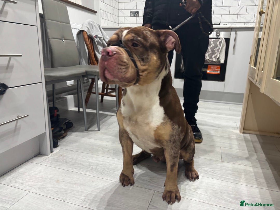 American Bully dogs for sale: Pocket Available For Sale - Advert 3
