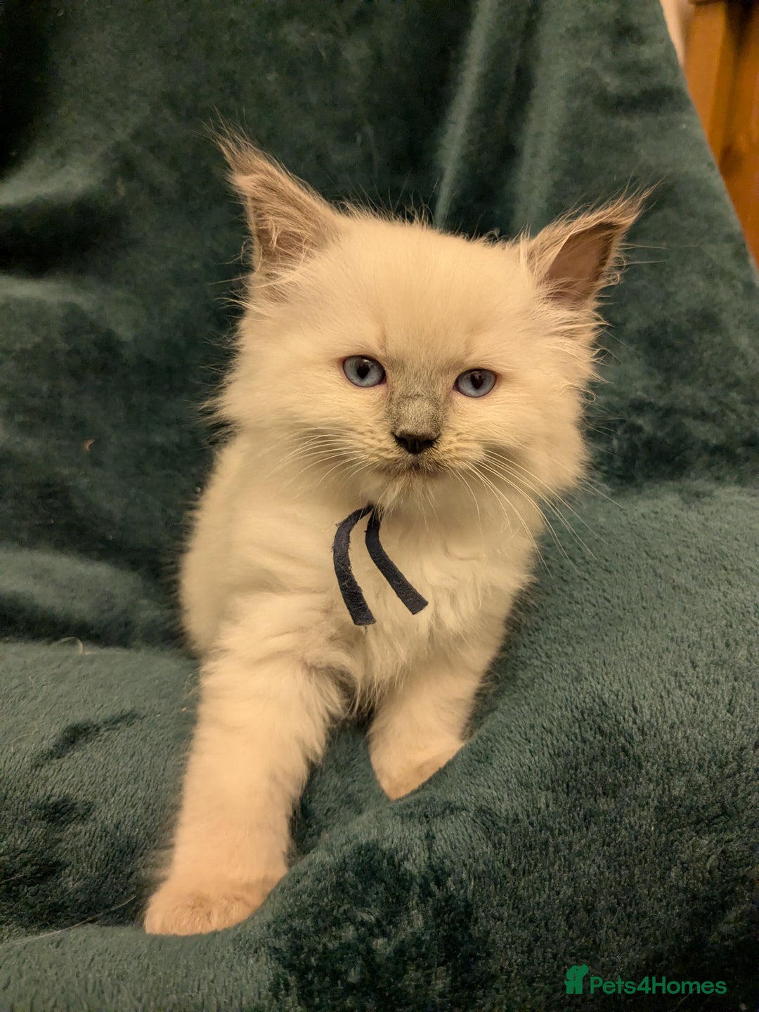 Ragdoll cats for sale: Beautiful GCCF Registered Ragdoll Kittens  🐾 - Advert 9