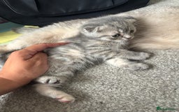 Scottish Fold cats for sale: 3 Scottish folds  in Uckfield - Image 5