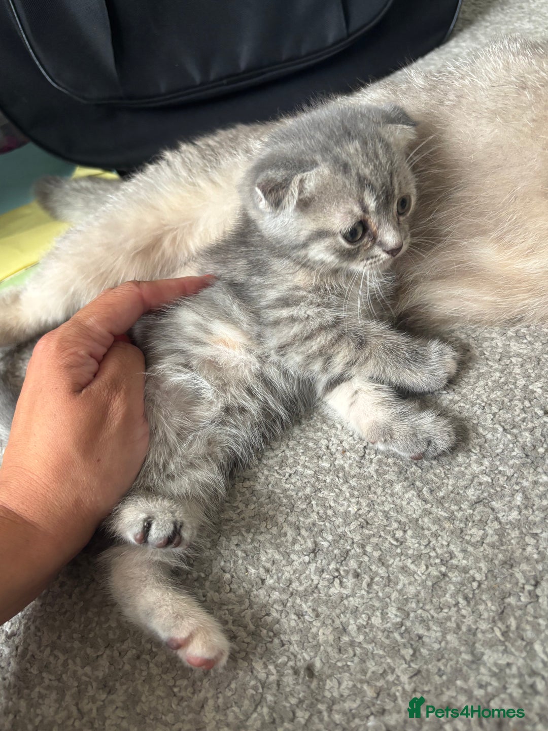 Scottish Fold cats for sale: 3 Scottish folds  in Uckfield - Image 5