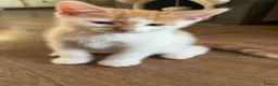 Mixed Breed cats for sale: Adorable male Kittens in Crewe - Advert 4