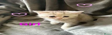 Persian 4