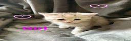 Persian cats for sale: Ready now, persian and cross  - Advert 2