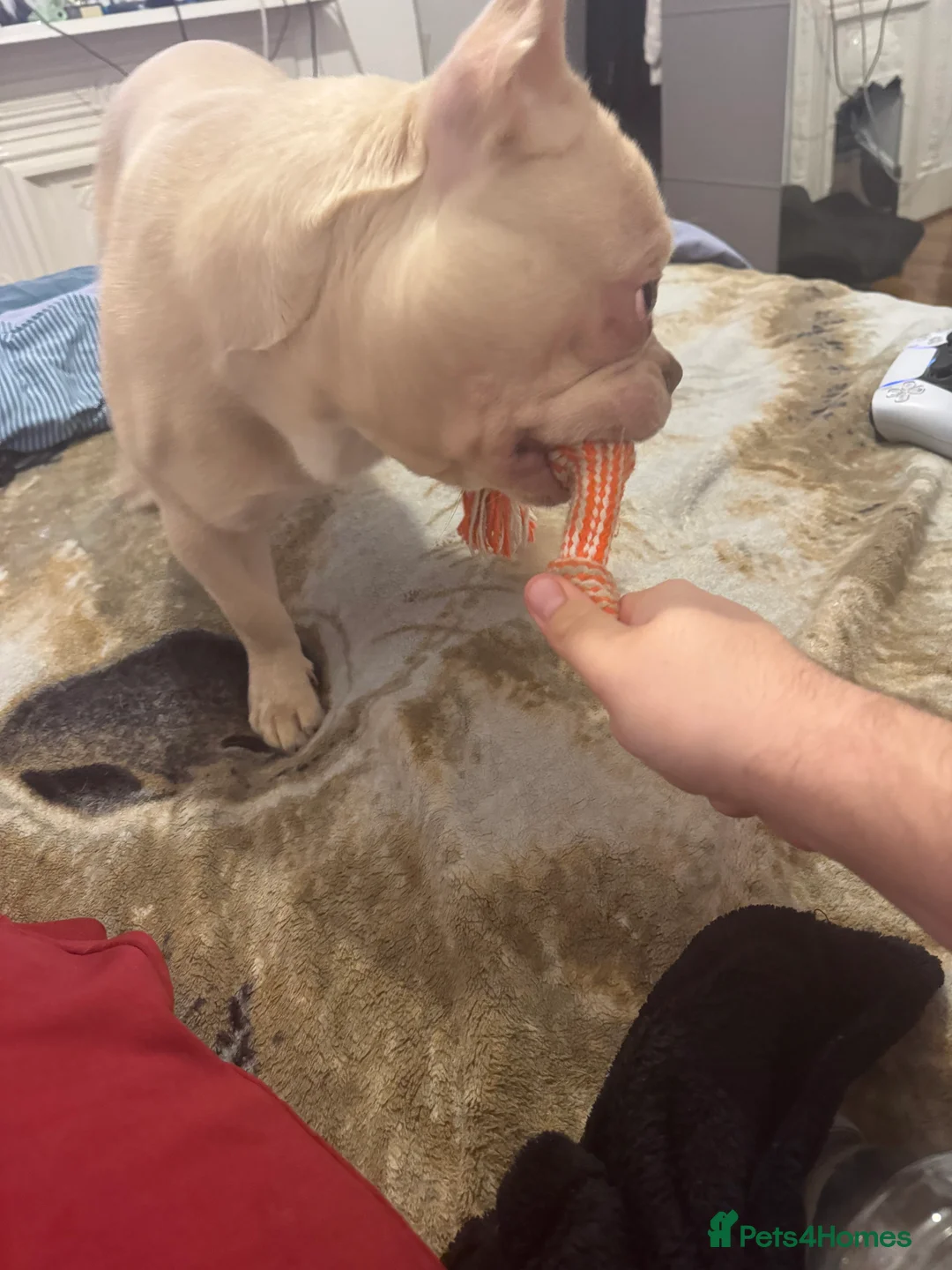 French Bulldog dogs for sale: 2 french bulldogs couples in London - Advert 2