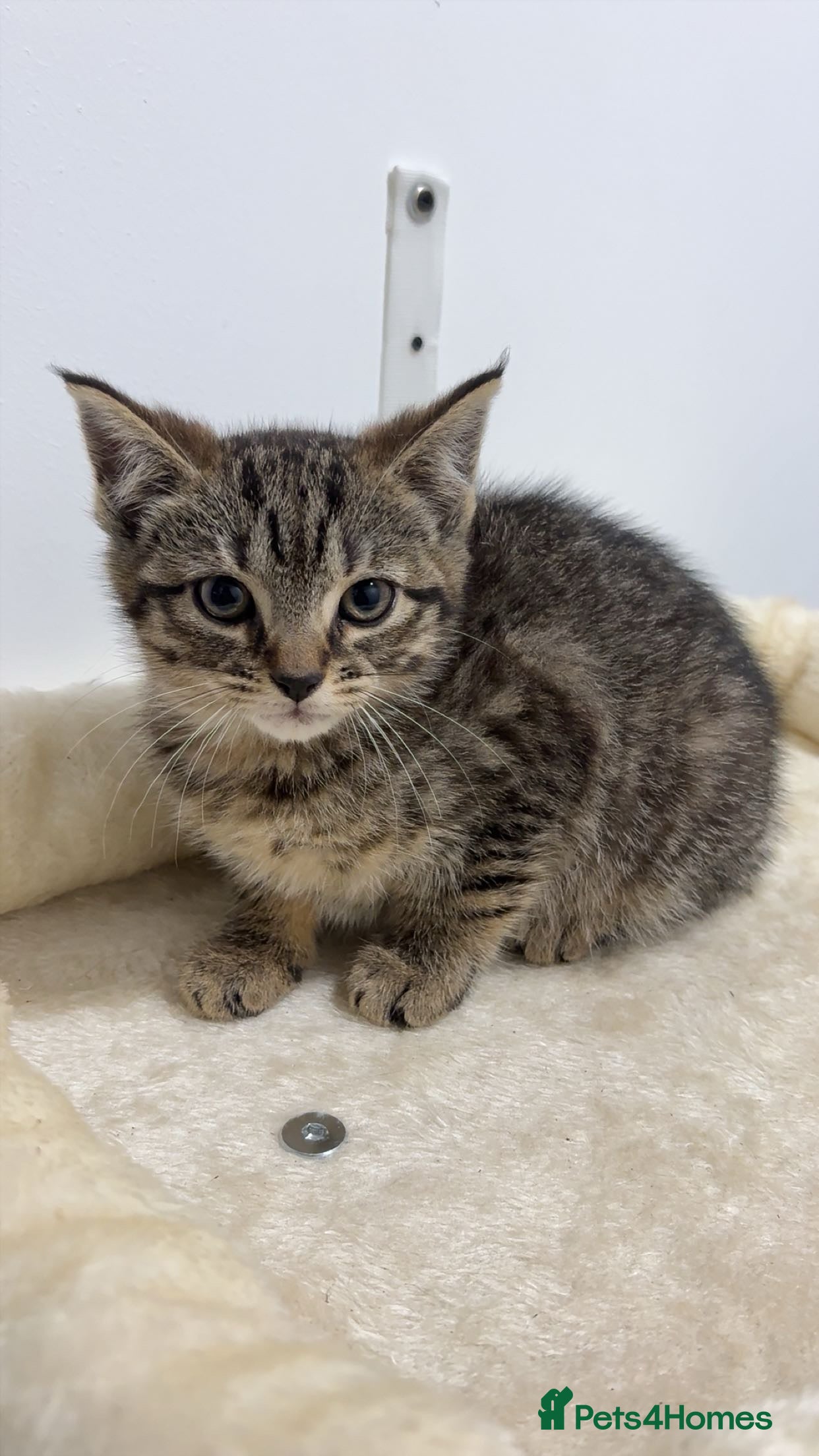 Mixed Breed cats Last remaining Female Kitten - Ready for rehoming! - Advert 1