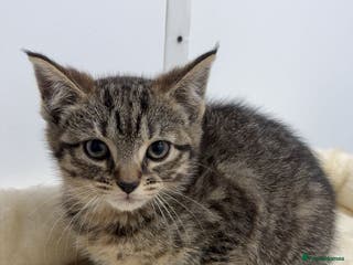 Mixed Breed cats Last remaining Female Kitten - Ready for rehoming! - Advert 1