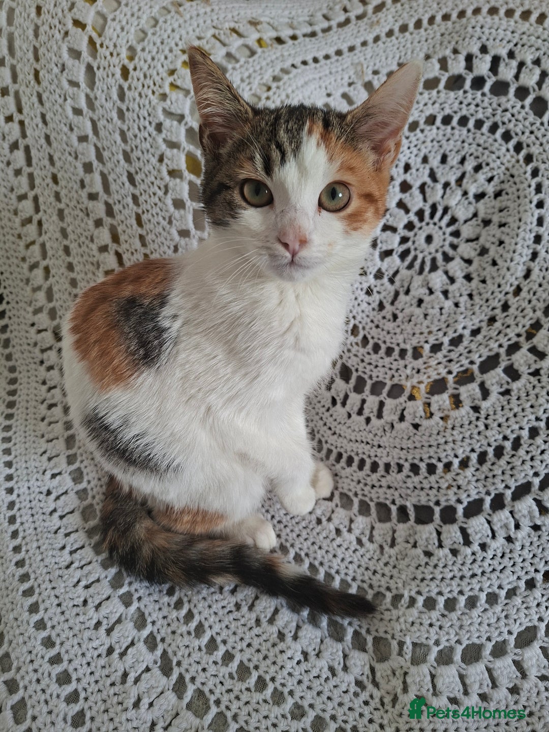 Domestic Shorthair cats for sale: Miss alice s - Advert 9