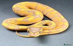 Python Snake reptiles for sale: Banana Enchi, Pastel 50% Het Clown/Hypo - Image 3