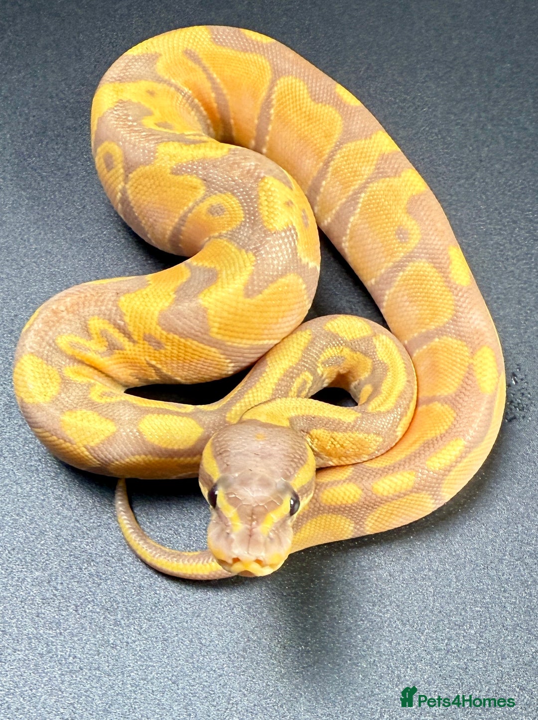 Python Snake reptiles for sale: Banana Enchi, Pastel 50% Het Clown/Hypo - Image 3