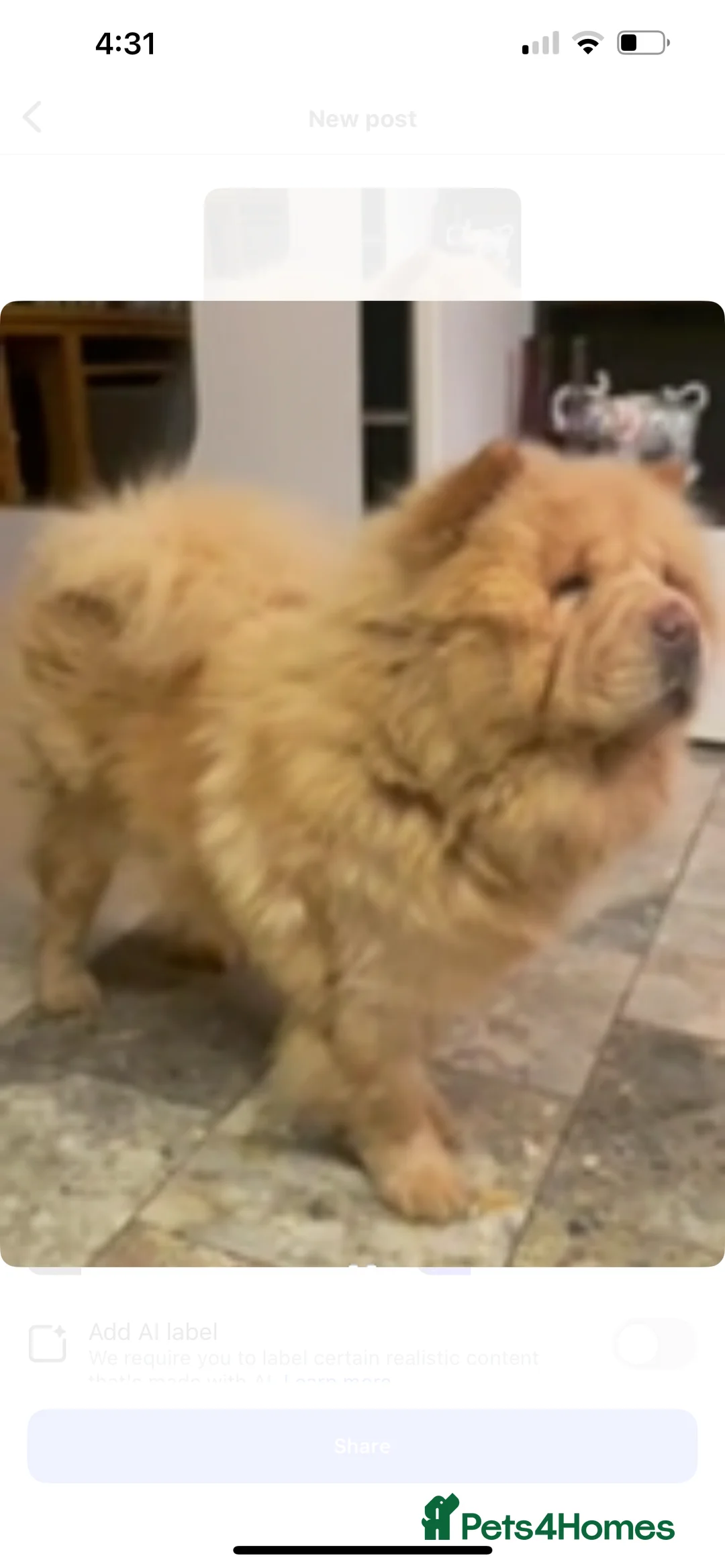 Chow Chow dogs for sale: KC Registered Chow Pups– (Champion Blood Lines) - Advert 12