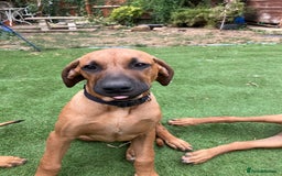 Rhodesian Ridgeback dogs for sale: Rhodesian ridgebacks for sale - Image 22