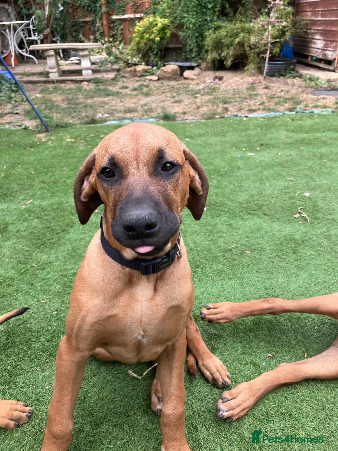 Rhodesian Ridgeback dogs for sale: Rhodesian ridgebacks for sale - Image 22