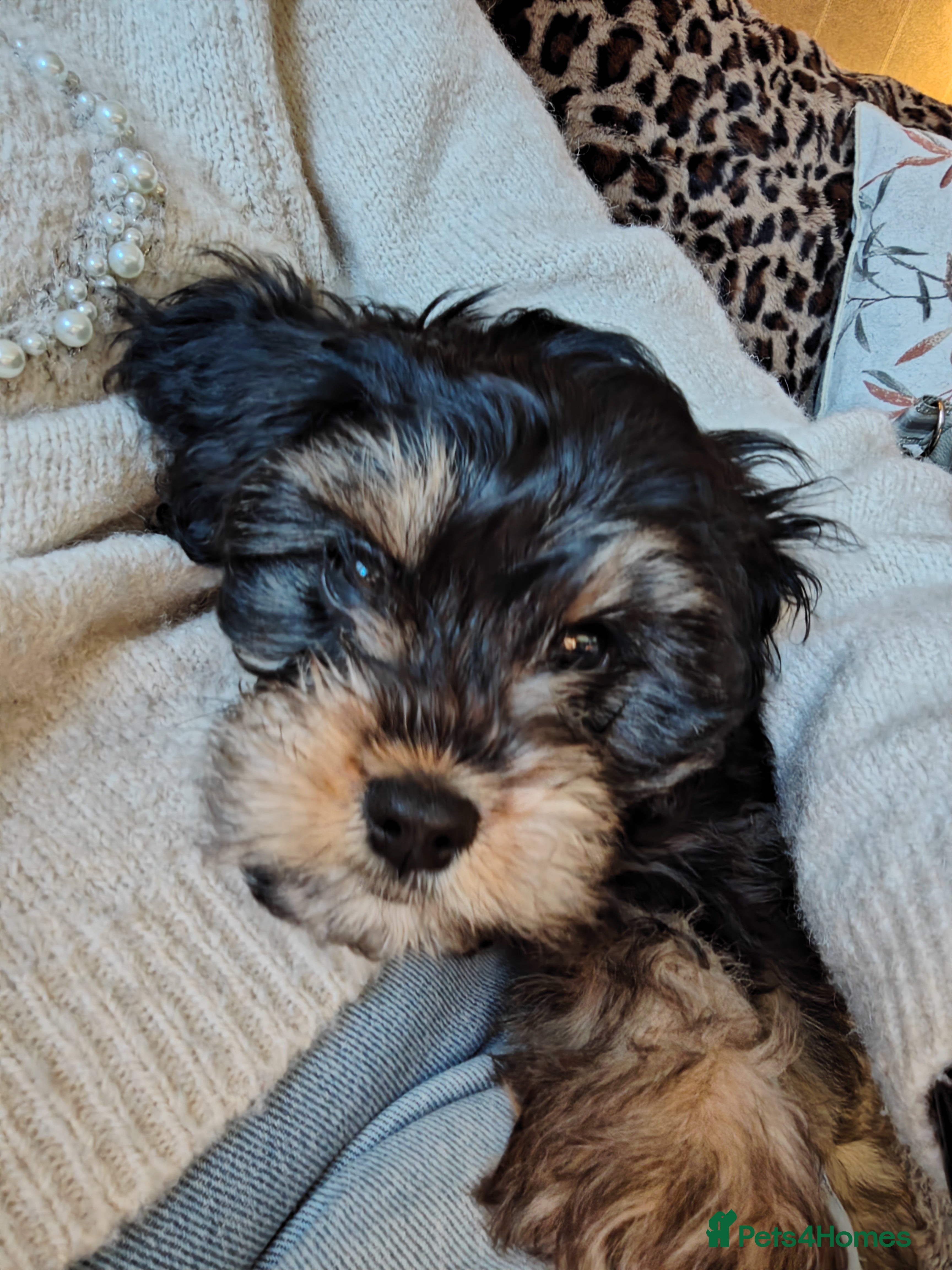 Cavapoo dogs 🐾 Beautiful F1 Cavapoo Puppy (Male) –  - Advert 10