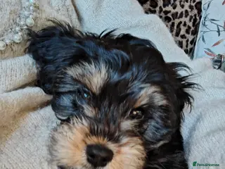 Cavapoo dogs 🐾 Beautiful F1 Cavapoo Puppy (Male) – - Advert 10