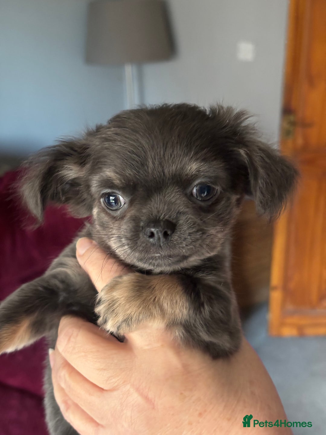 Chihuahua dogs for sale: KC Registered Chihuahua puppies available  - Advert 8