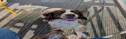 Sprocker dogs for sale: Sprocker Boy  - Advert 4
