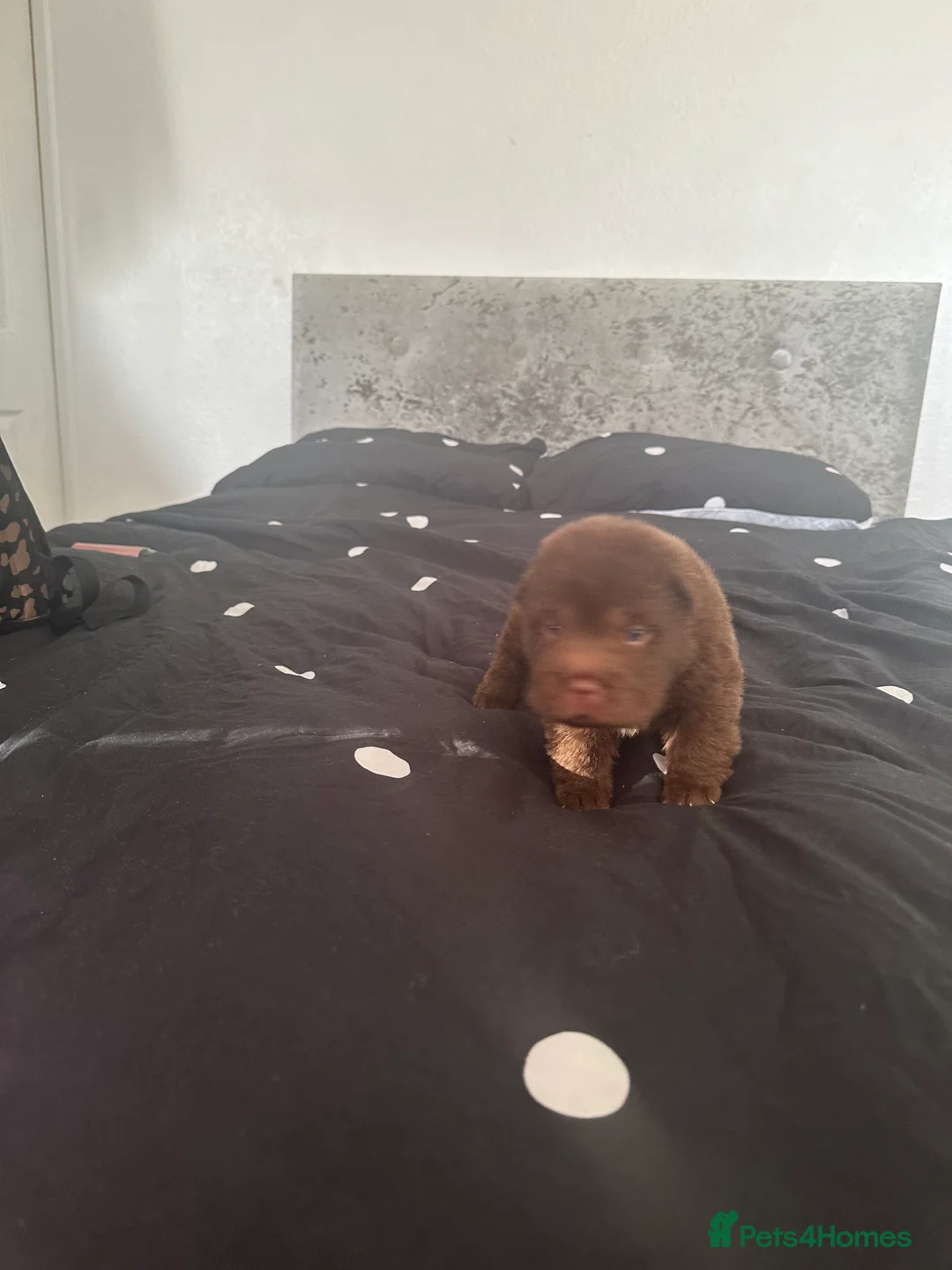 Shar Pei dogs for sale: Top quality choc and tan bear coat sharpies - Advert 16