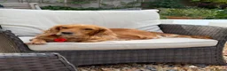 Cocker Spaniel dogs for sale: Working Cocker Girls x3 in Hindhead - Advert 3