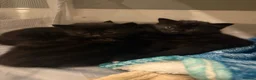 Mixed Breed cats for sale: 🖤 Gorgeous black Kittens   - Advert 7