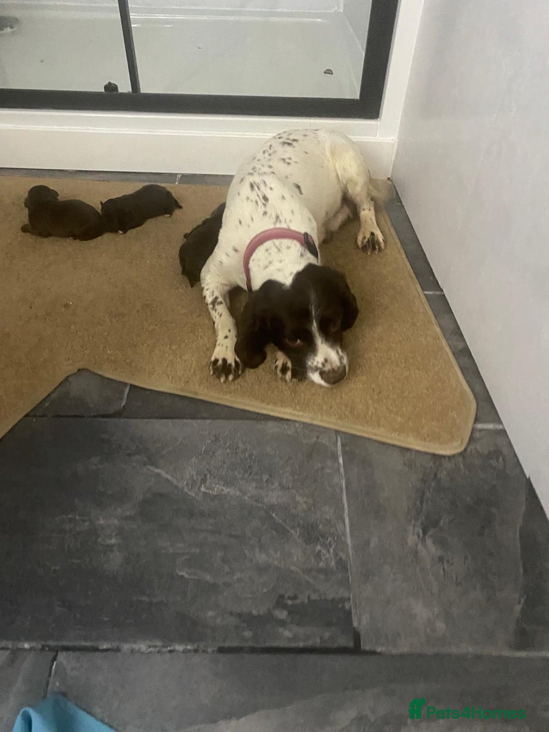 Cockapoo dogs for sale: Cockpoo  - Advert 5