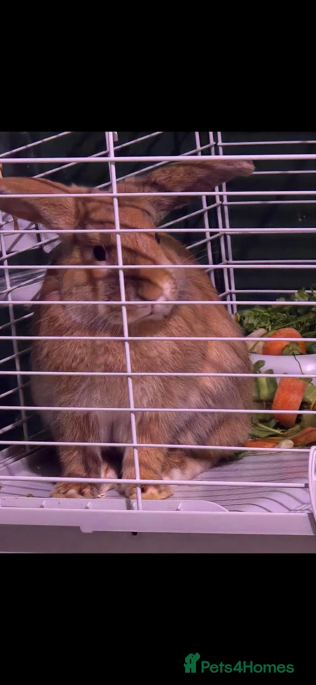 Mixed Breed rabbits for sale: 🐰💙 REGGIE 11 month male  in Fairford - Advert 2