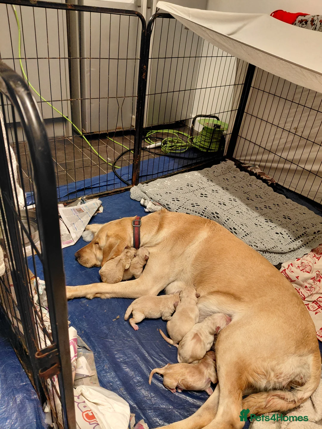 Labrador Retriever dogs for sale: Pure bred labrador puppies - Advert 2