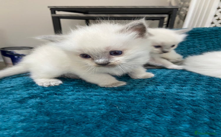 Ragdoll cats Adorable Ragdoll kitten  - Advert 3