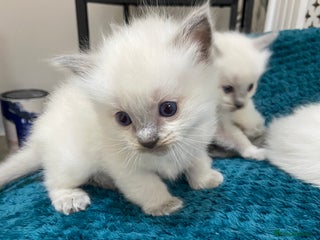 Ragdoll cats Adorable Ragdoll kitten - Advert 7