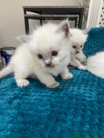 Ragdoll cats Adorable Ragdoll kitten - Advert 3