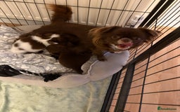 Chihuahua dogs for sale: Russian long hair Chihuahuas - Image 13