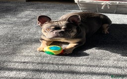 Mixed Breed dogs for sale: Old tyme cross French bulldog  - Image 2