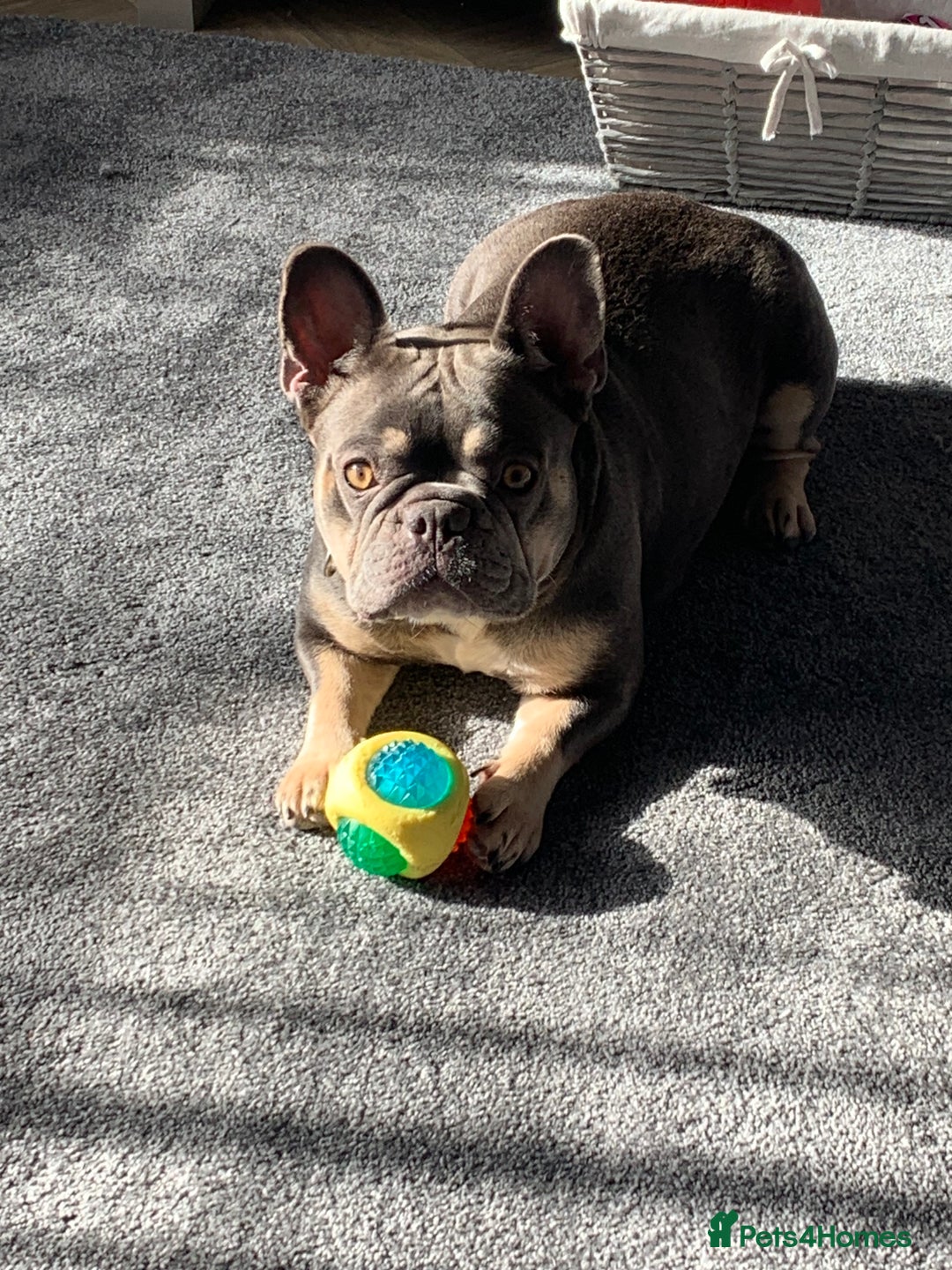 Mixed Breed dogs for sale: Old tyme cross French bulldog  - Image 2